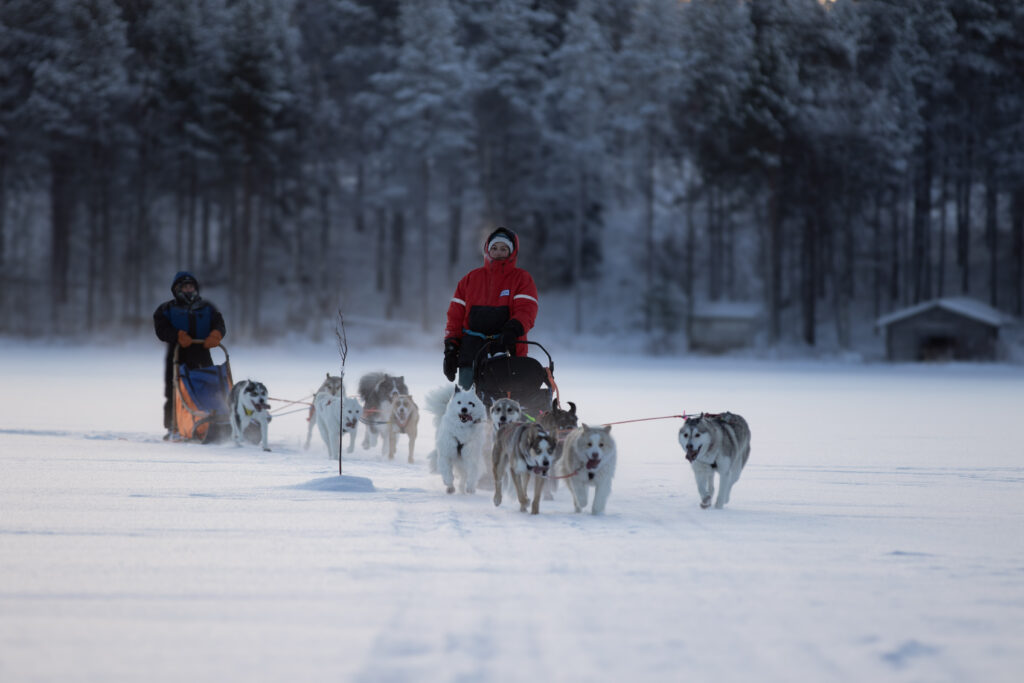 Chiens de traineaux en train de courir
