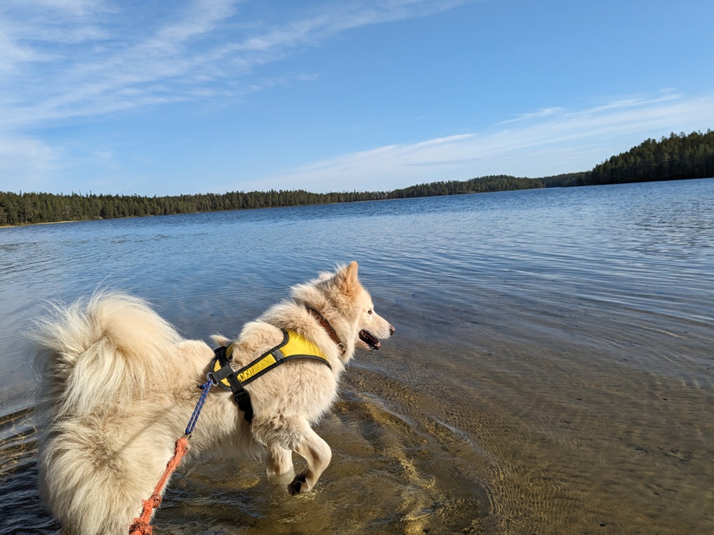 Husky hike dans l'eau lac plage