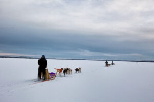 chien de traineau lac finlande laponie