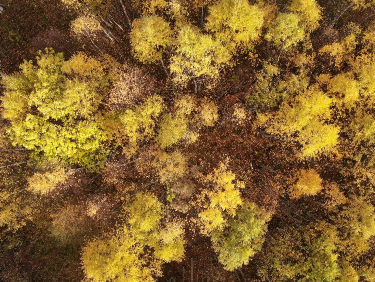 COULEURS AUTOMNALES ARBRES BOULEAU